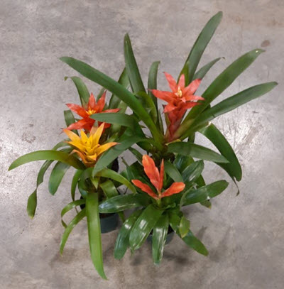 4" Bromeliad Guzmania Assortment